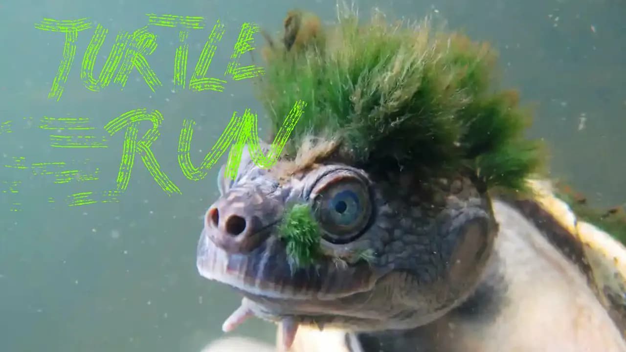turtlerun (itch)
