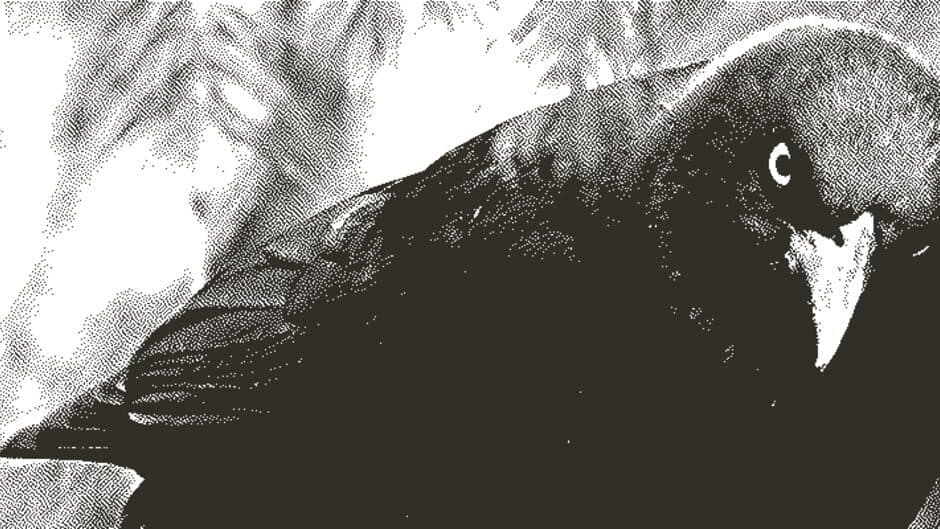 Cranky Bird