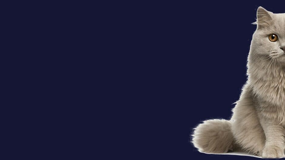 Stroke the Cat