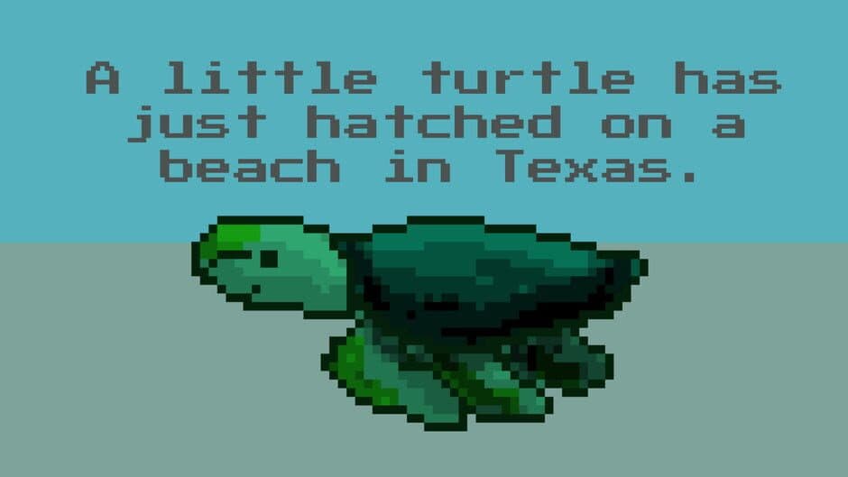 A little turtle has just hatched on a beach in Texas.