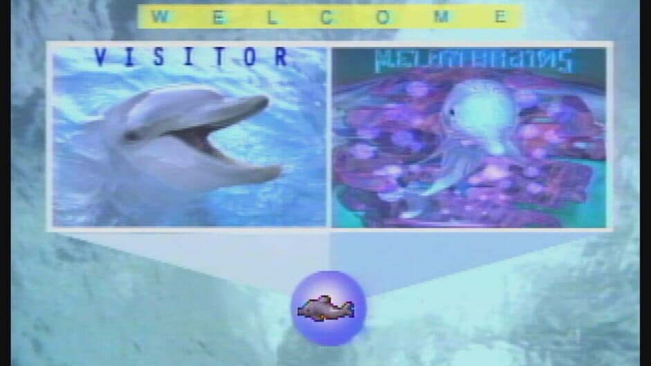 Melon Brains: Exploring The Mind Of The Dolphin