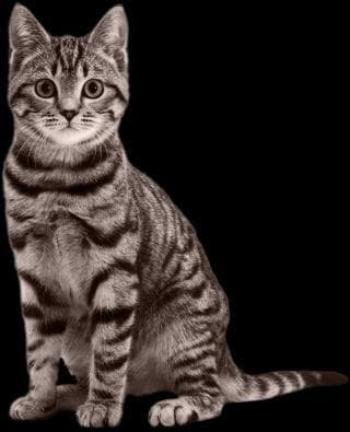 CAT RAIN