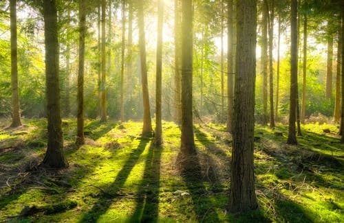ForgottenForest
