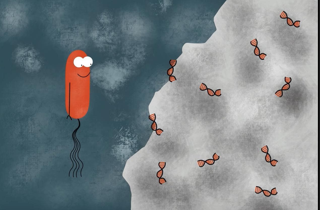 Zeze Against Antibiotics: A Soil Bacteriums Quest