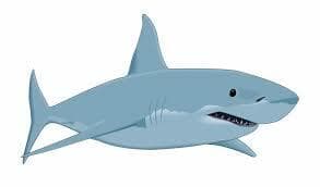 shark swimmer
