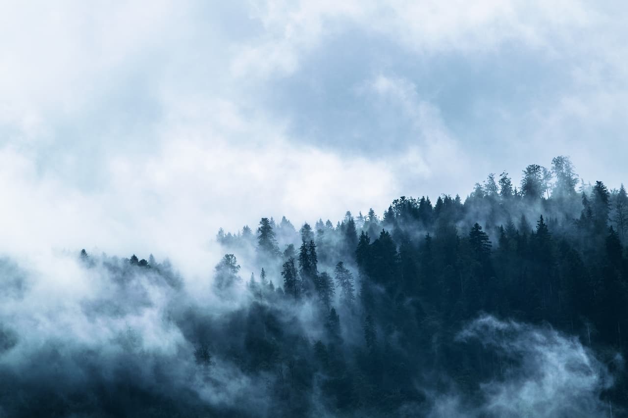 Escape the Forest (JohnGallemore)
