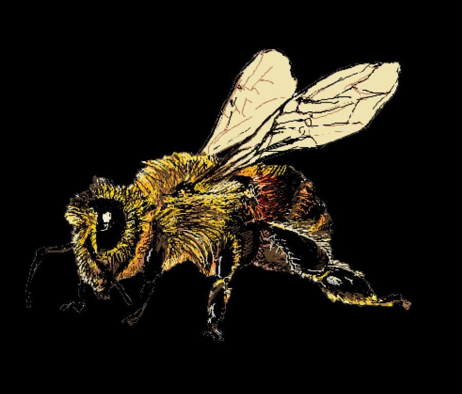 Dr. Bees Finger Enlargement Clinic