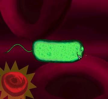 Syphilis Adventure