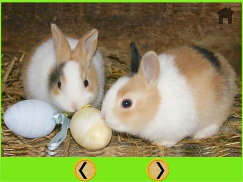 amazing rabbits for kids - free