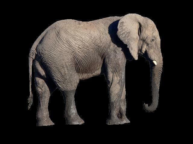 elephants on ketamine