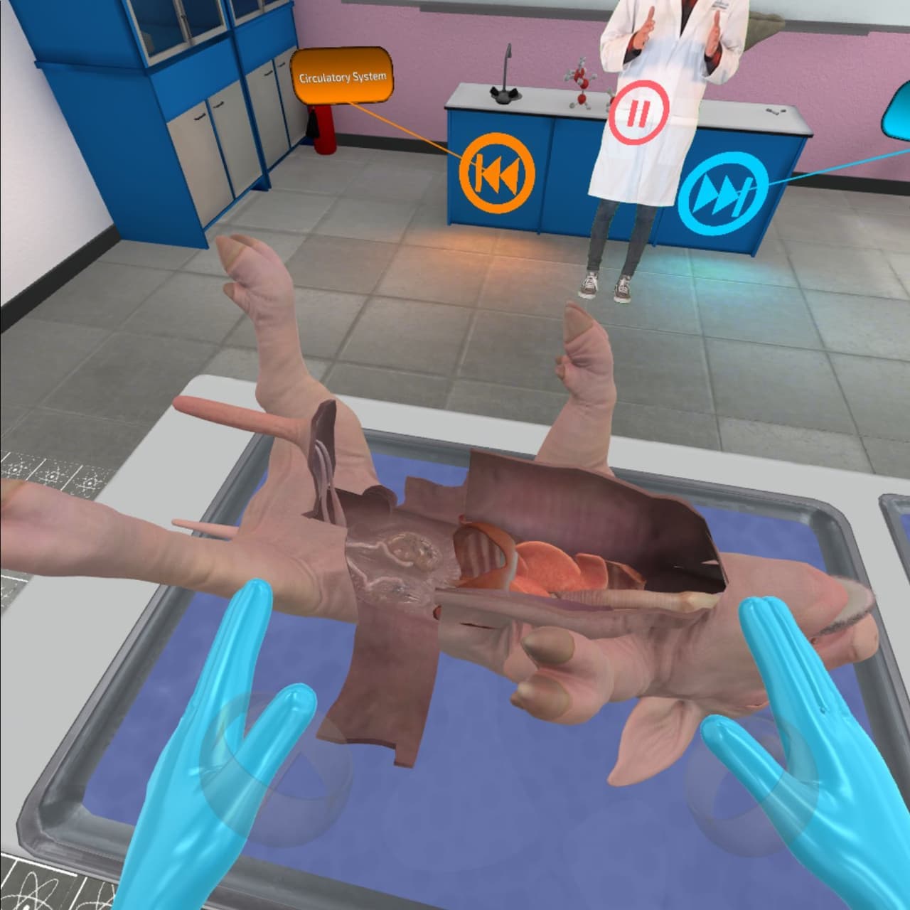 VR Pig Dissection: Hoggin the Scalpel screenshot 5