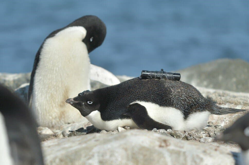The Amazing Penguin Adventure