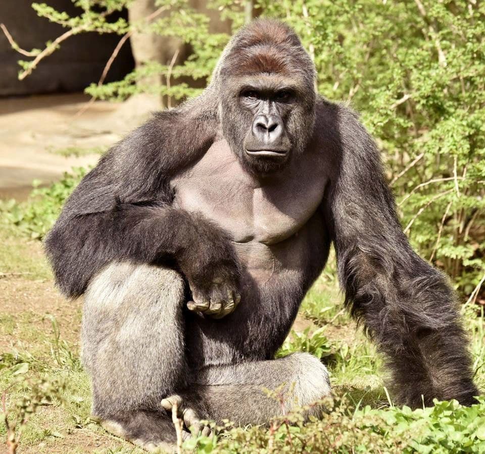 Harambes legacy
