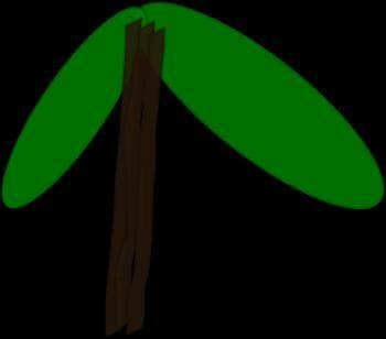 Ciclo da Planta
