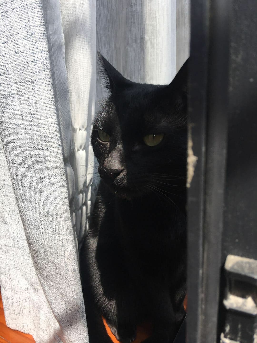 Black Cat Detective
