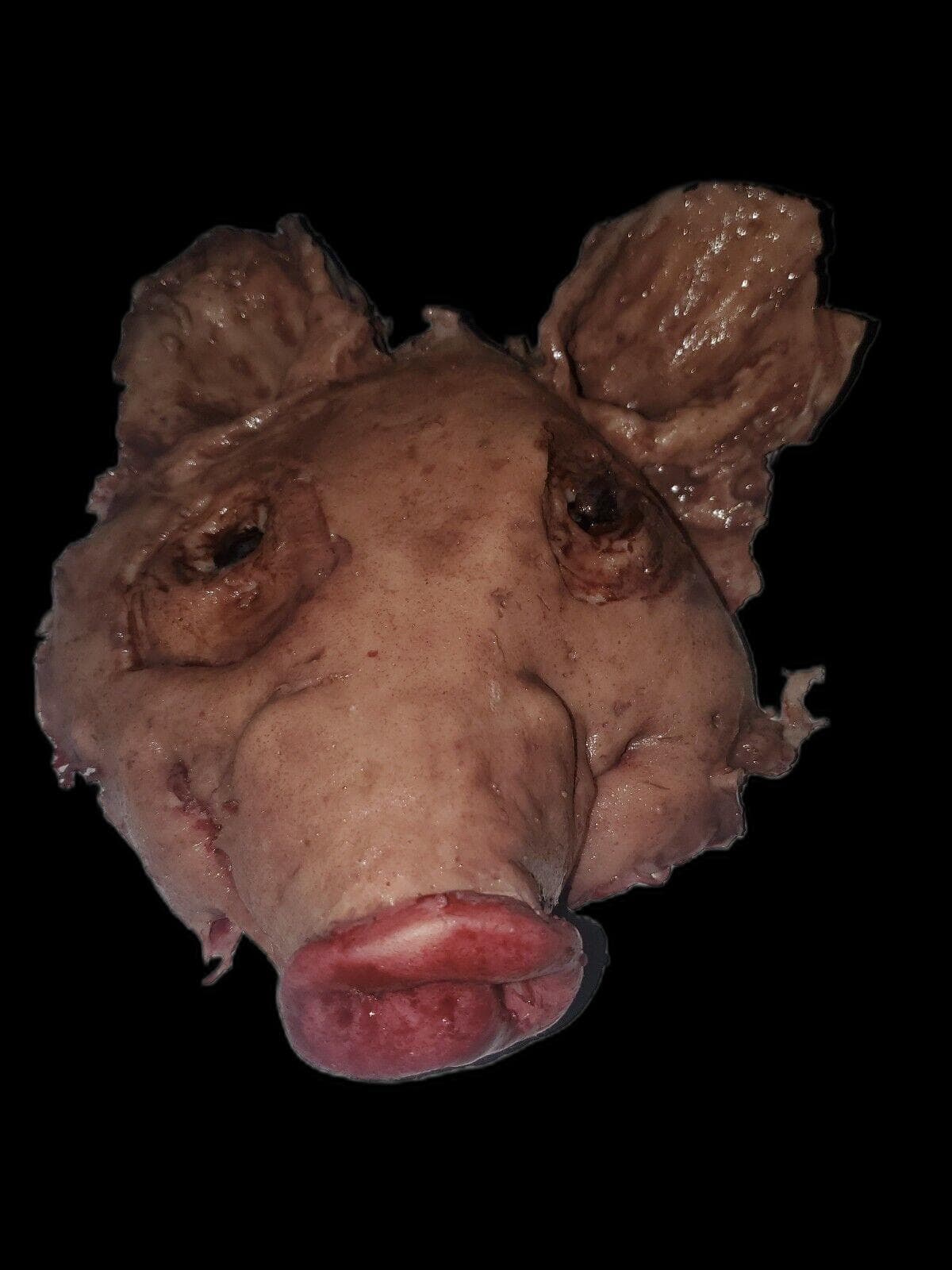 the PIG HEAD