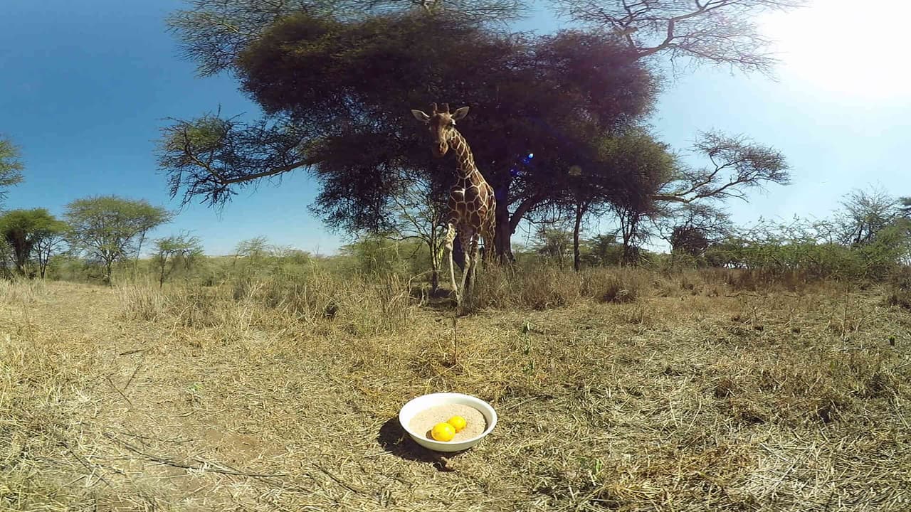 Virry VR: Wild Encounters screenshot 3