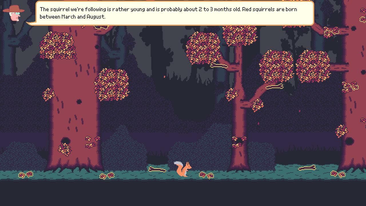 Native Animals: The Red Squirrel screenshot 3