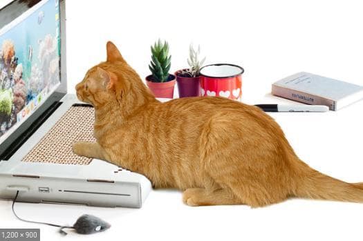 Cat petter 1000
