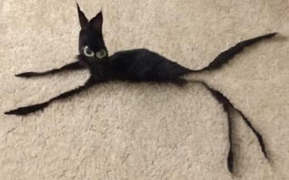 Gato Adoption Simulator