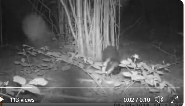 Badger has lost his leaf litter trap, can you help him find it?