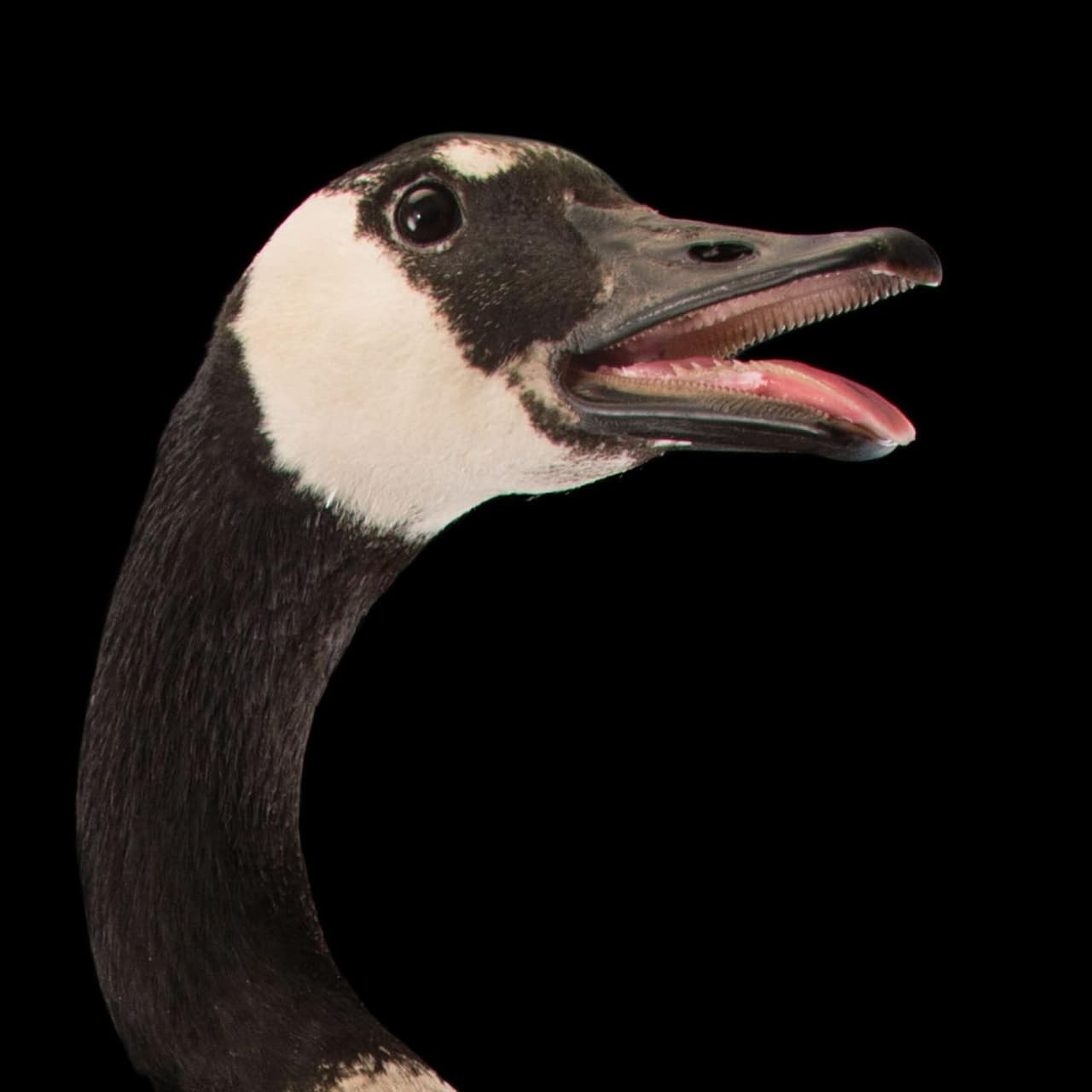 Bird Investment