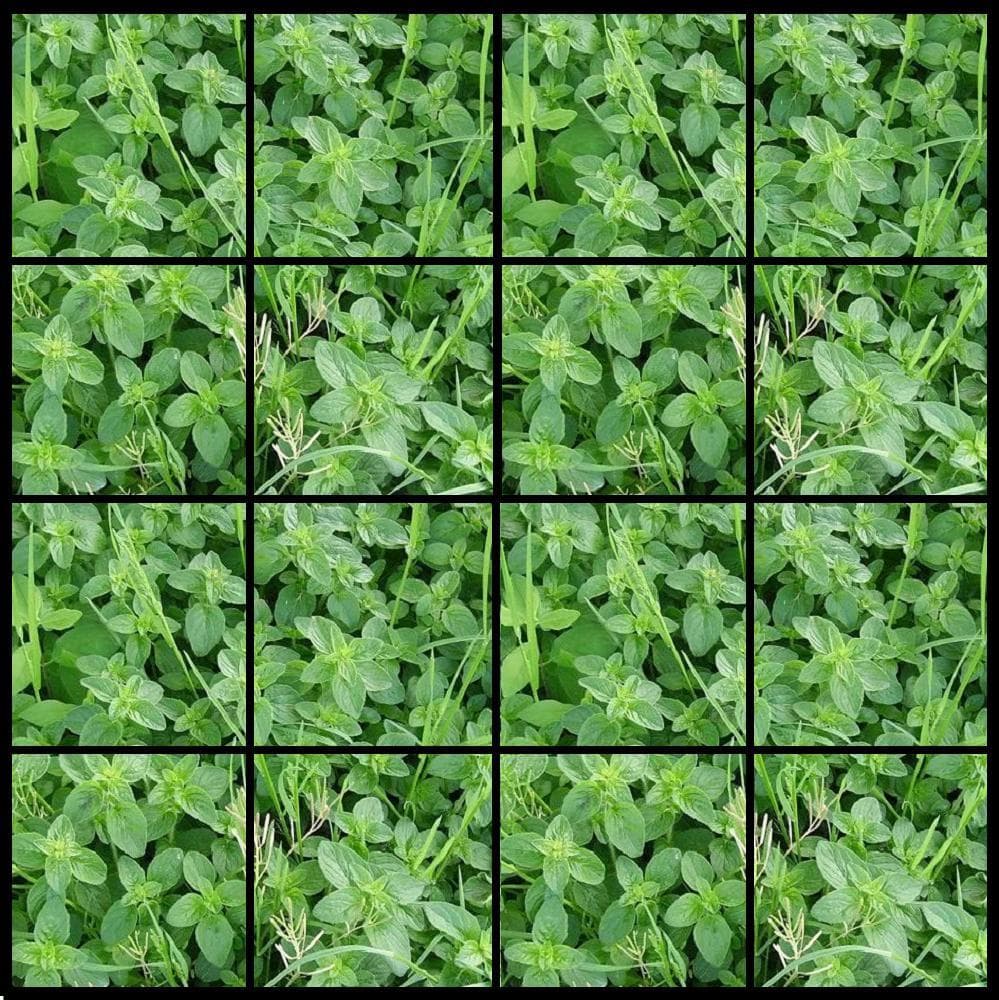 Race Against Thyme