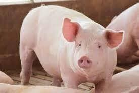 clickea a un chancho 1K veces