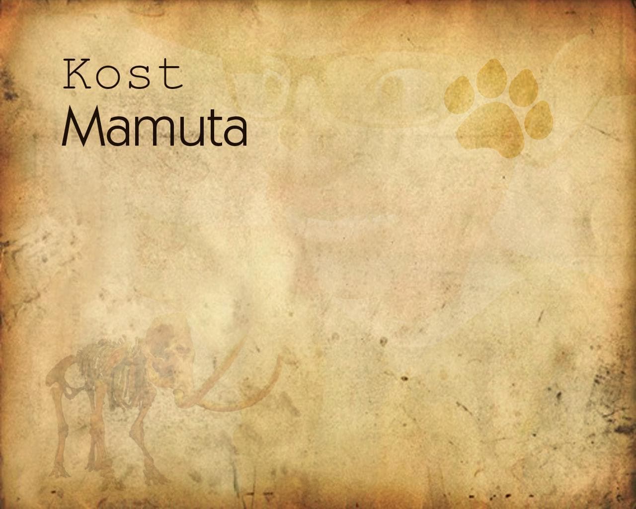Kost mamuta