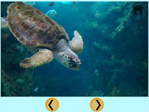 beautiful turtle for all kids - free game