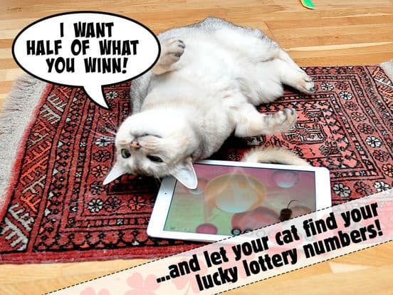 Lucky Cat Lottery Numbers - Catch Game For Cats screenshot 4