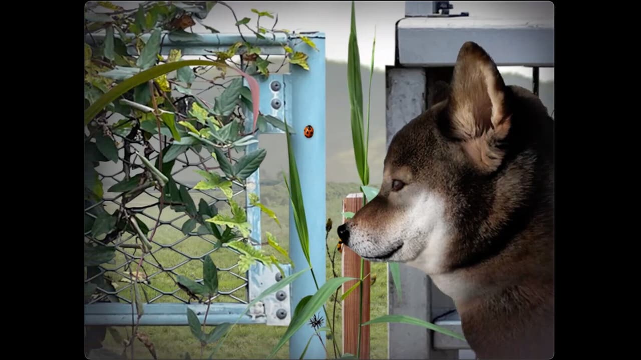 Tsugunohi -Pocky dogs adventure screenshot 2