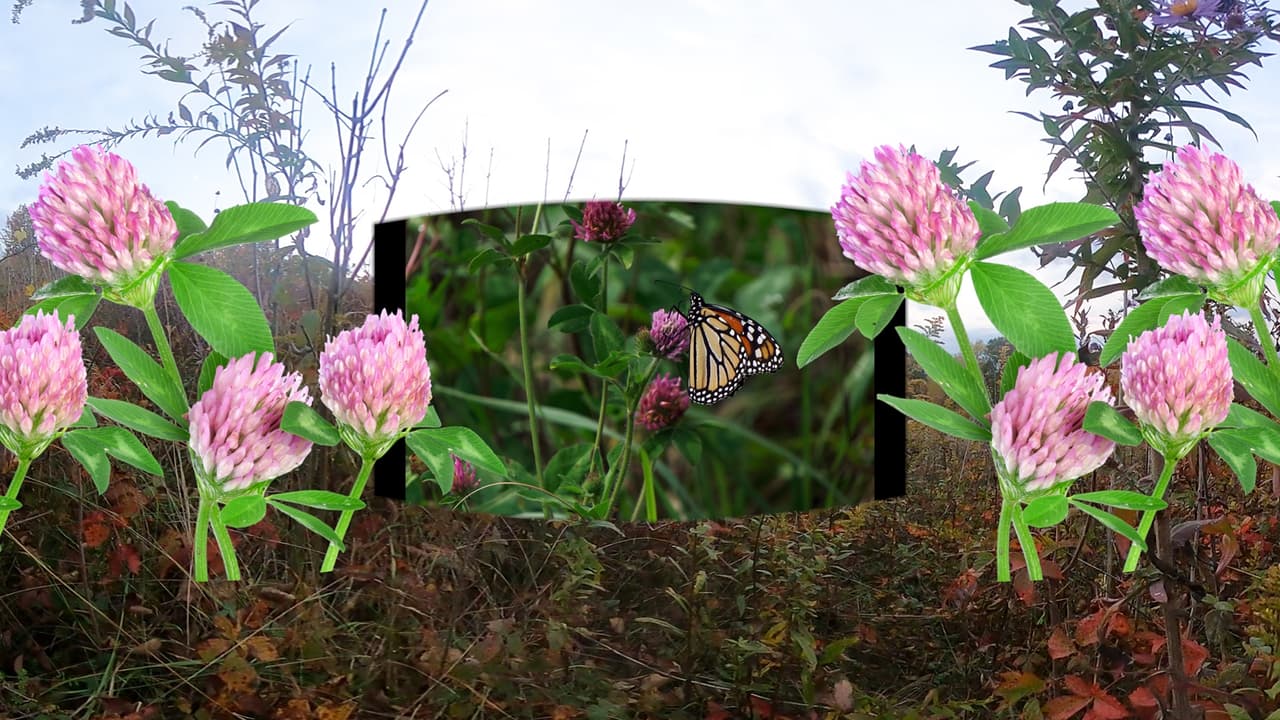 Migration VR