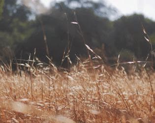 The Tall Grass