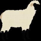 Billy Goat Grub screenshot 3