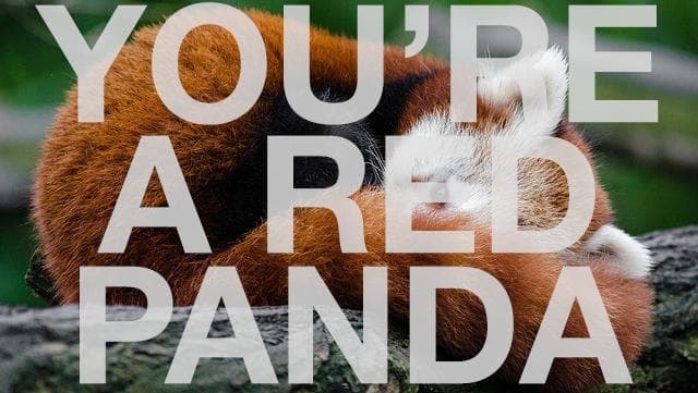 Youre a Red Panda!