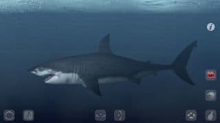 Talking Great White: My Pet Shark PRO screenshot 5