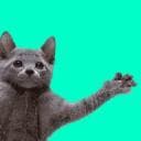 Cat Wheels | DEMO