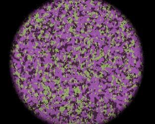 Cyclic Cellular Automata #Exp 1 screenshot 3