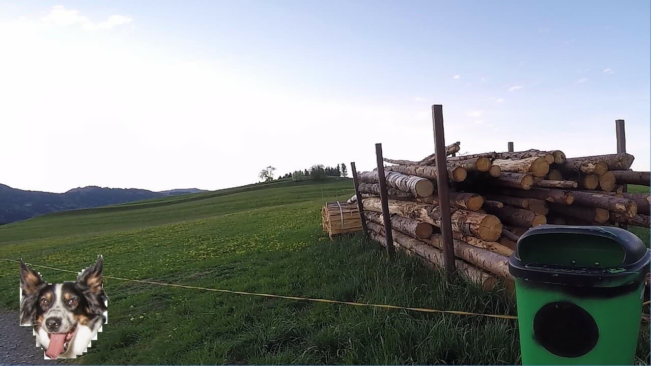 BorderCollie Game screenshot 5
