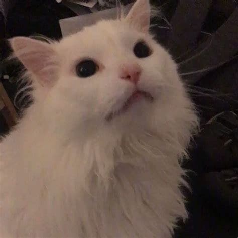 Cat Button