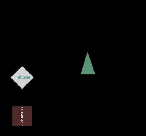 DNA Replication screenshot 5