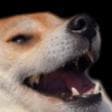 Highway Blazin Dog Goes