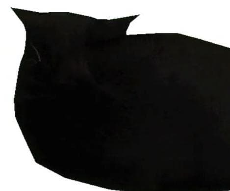 Maxwell The Carryable Cat