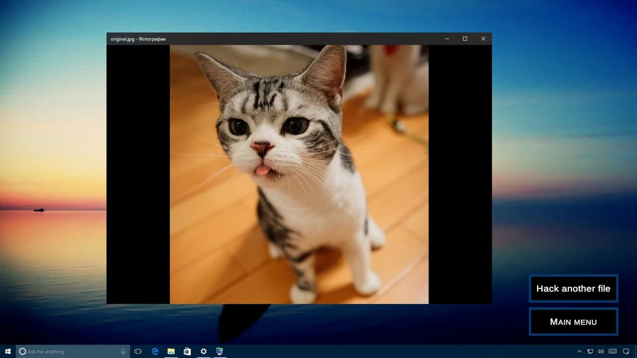 Amazing Cat Gallery screenshot 3
