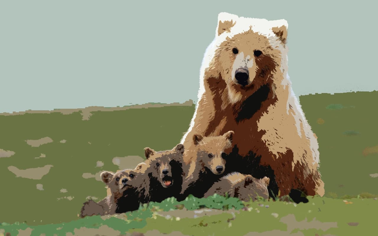 bear with no salmon