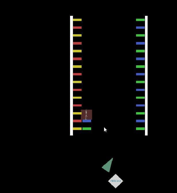 DNA Replication