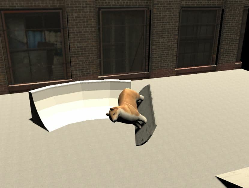 air bording dog