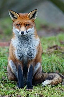 The Foxy Game Mobile