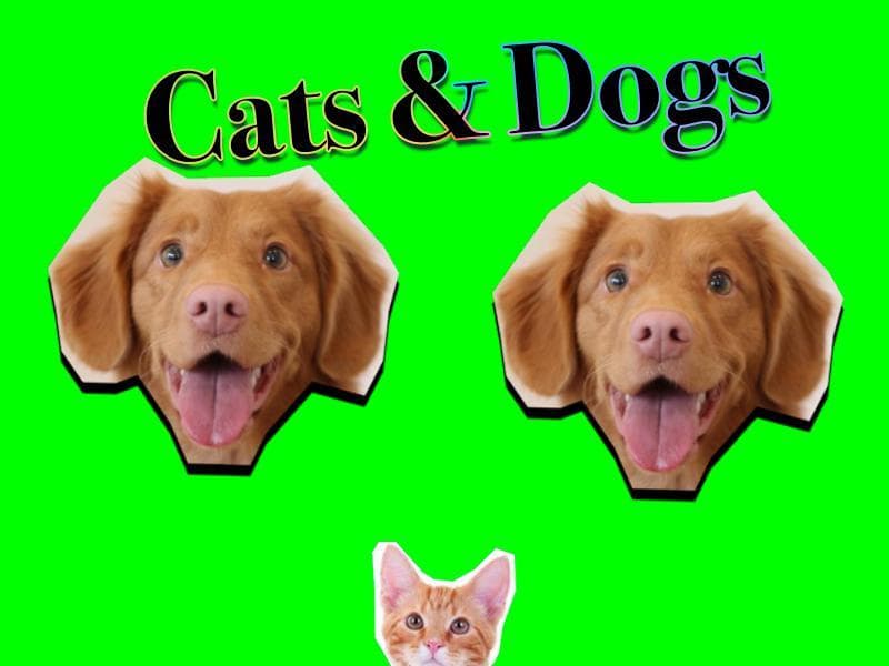 Cats and Dogs